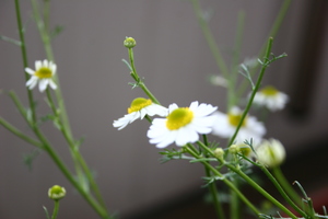 chamomile2