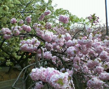 sakura torinuke